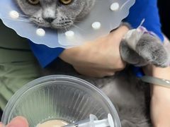 -达爱动物医院·犬猫分区·CT·复杂眼科(远洋山水分院)