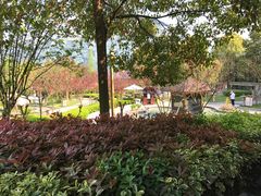 -洪湖悦兮半岛国际温泉度假村