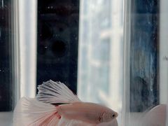 -青石桥花鸟鱼虫市场(叠翠城店)