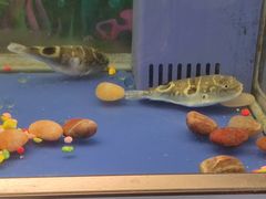 -肆月河豚·新淮扬菜·烤鸭(中关村店)