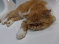 -糯米喵星人·撸猫猫舍咖啡馆(西市场嘉华店)