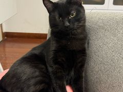 -中农国际动物医院24小时·猫科·骨科·急重症中心