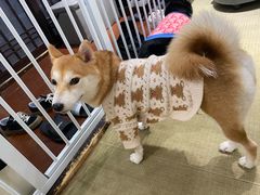 -逗柴咖啡屋·狗咖猫咖宠物桌游