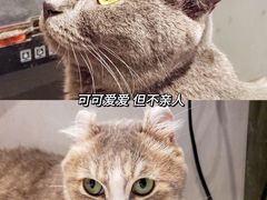 -猫儿山۰猫主题餐厅