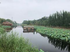 -白洋淀景区