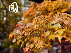 -豫园