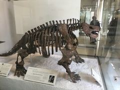 -美国自然历史博物馆