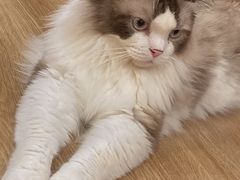 -滚猫咖啡·猫咖·猫友好撸猫(未来城店)