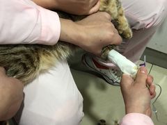 埋针-宠颐生中康贝怡动物医院