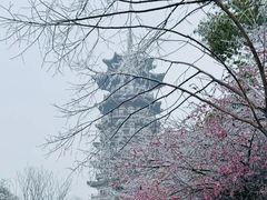 -洋湖国家湿地公园