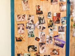 -猫色咖啡·猫咖