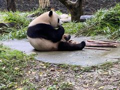 -都江堰中华大熊猫苑