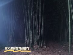 -芦沟竹海