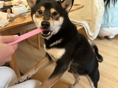 -柴の食堂·日式家庭料理·熊之肆(大学路店)
