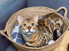 -宠福鑫康馨动物医院·骨科·眼科