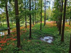 -黄海国家森林公园