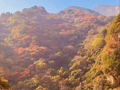 -王顺山国家森林公园