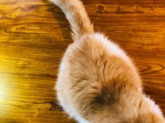 -more than meow吴止猫主题餐厅(承德 中船汇店)