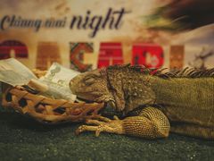 -清迈夜间动物园