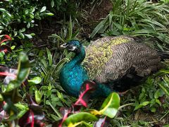 -西双版纳原始森林公园