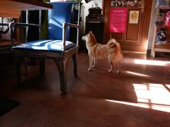 -百好乐宠物友好餐厅(朝外大街店)