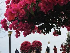 -东莞植物园
