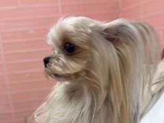 -FAELING PETS美天灵宠物(合生汇店)