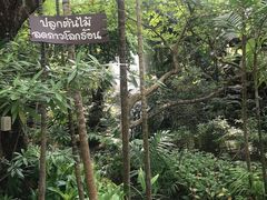 -绿光森林餐厅