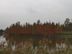 -白鹭湾湿地公园