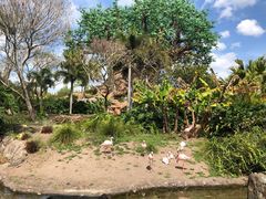 -奥兰多迪士尼动物王国乐园