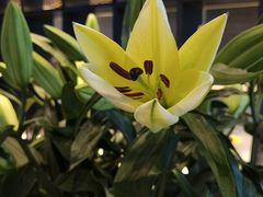 -海立阁海鲜江浙菜(漕河泾印象城店)