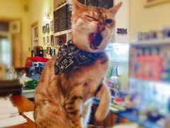 -猫色咖啡·猫咖