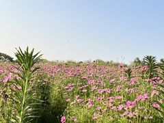 -大塘金香草谷