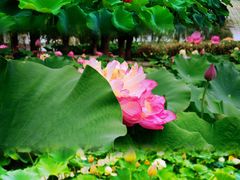 -荷花大观园