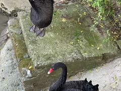 -棕榈岛海鲜自助餐厅(虹桥迎宾馆店)