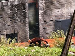 -都江堰中华大熊猫苑
