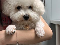 -伟伟宠物医院·CT影像中心·瑞派犬猫综合性门诊(汉口总院)