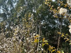 -樱桃山旅游景区