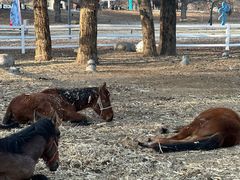 -赛汗塔拉风情园