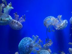 -海合安武汉极地海洋公园