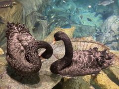 -上海海洋水族馆