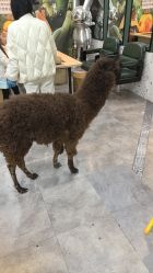 -神奇动物撸宠馆·羊驼·小浣熊·异宠(豫园店)