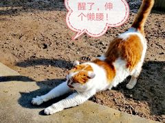 -大觉寺-停车场