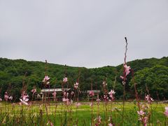 -龙寺生态园