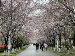 -高东镇樱花园