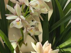 -金陵花卉交易市场