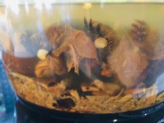 -梧州双钱龟苓膏(丽港航母店)