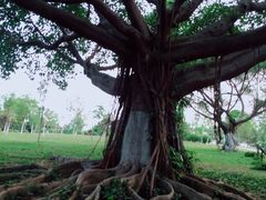 -东莞植物园
