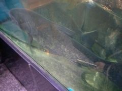 -全乐鱼馆·淳牌有机鱼直营店