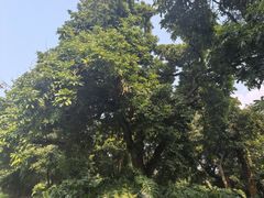 -张坝桂圆林公园